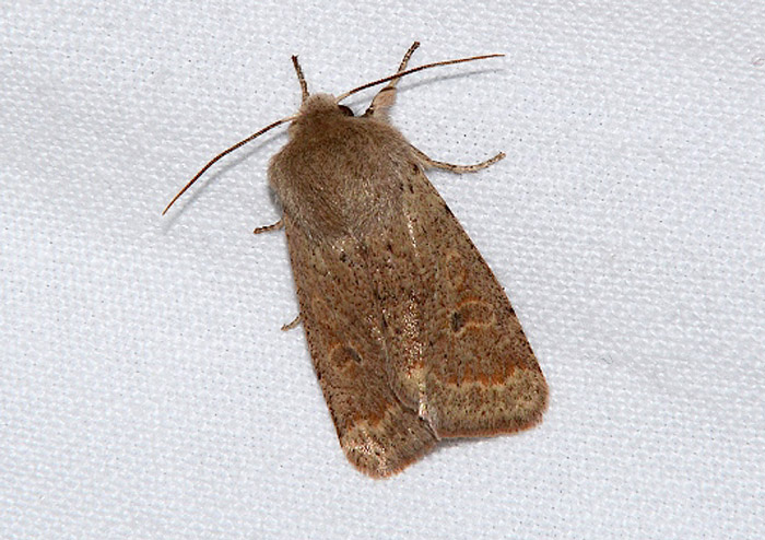 Noctuidae? S: Cerastis rubricosa e Orthosia cruda